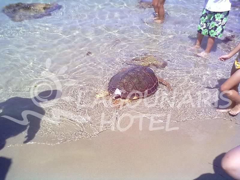 Lagounaris Beach Hotel Алікес Екстер'єр фото